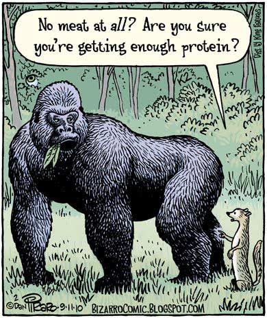 A little weasel ask a huge gorilla if by eating no meat at all he gets enough protein