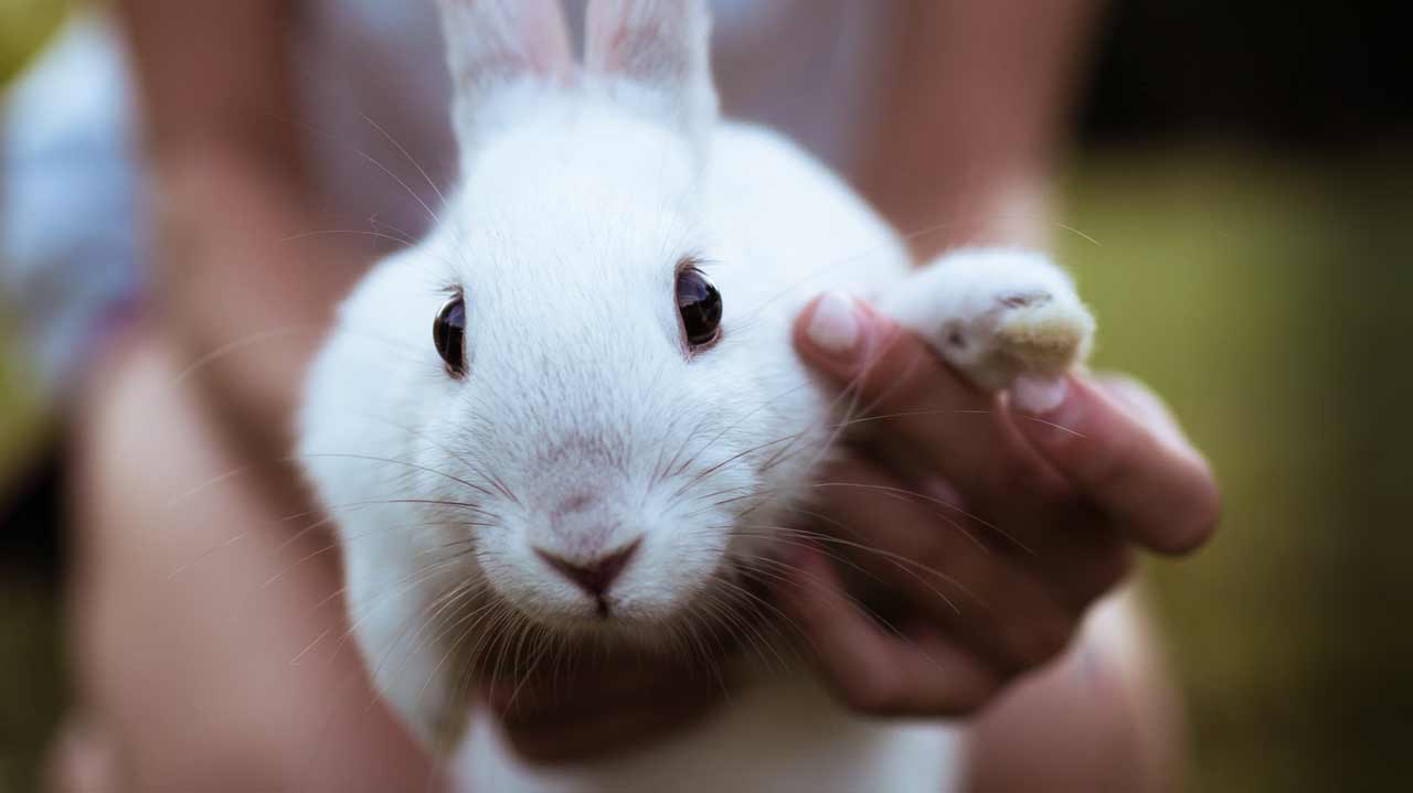 About Cruelty-Free Hair Products