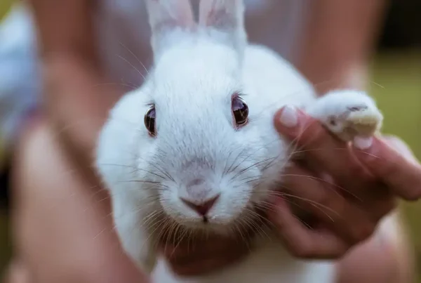 A cute white bunny being hold by an outfocused woman in the background