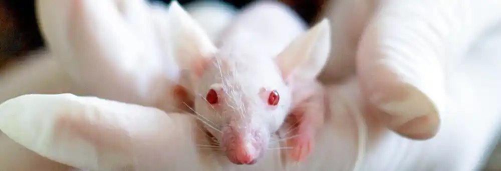 Baby rodent in a surgical gloved hand suggesting experimentation