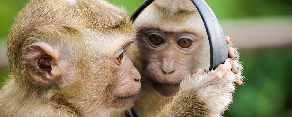 Closeup Photo of Primate Looking in a Mirror