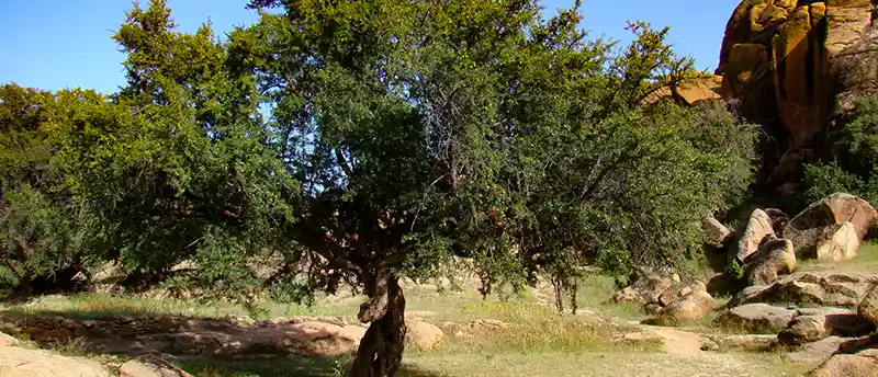 Argan tree in the Moroccan desert (North Africa)